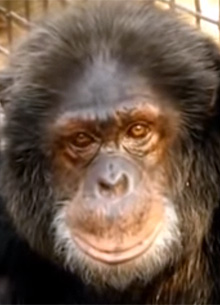 Netflix отказался от фильма про шимпанзе Майкла Джексона