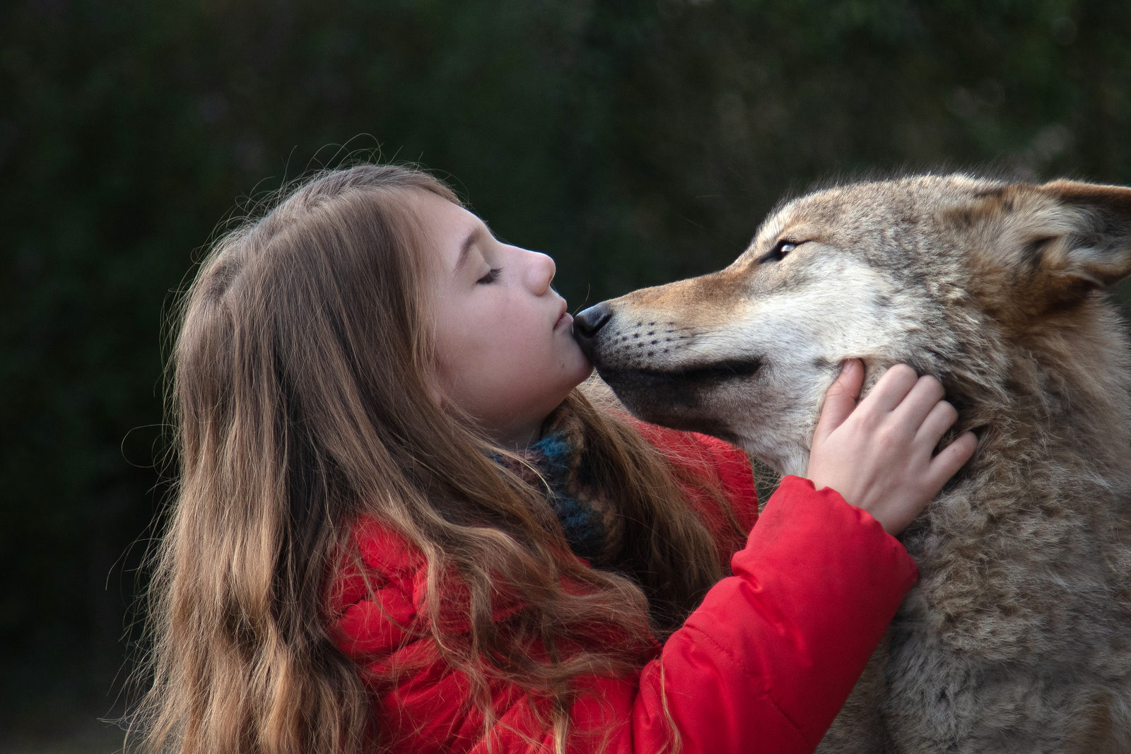 Чеки Карио подарил девочке Секрет в трейлере фильма «Мой волк»